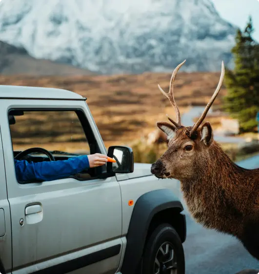 Person feeding a carrot to a curious reindeer from the window of a 4x4 SUV in Iceland’s mountainous landscape, showcasing close encounters with wildlife.