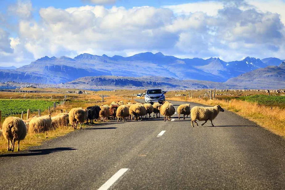 A herd of sheep crossing a rural road with a car waiting behind them, set against a backdrop of mountains and clear blue skies.