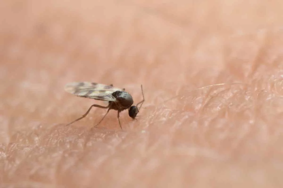 A close-up image of a mosquito on human skin, showing the insect in detail as it feeds.