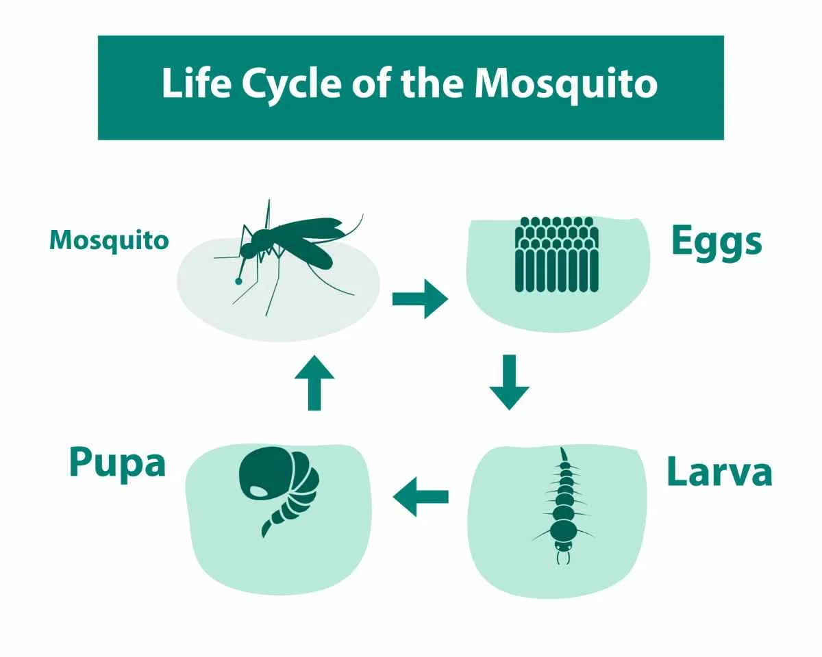 A diagram illustrating the life cycle of a mosquito, showing the stages from eggs to larva, pupa, and finally an adult mosquito.