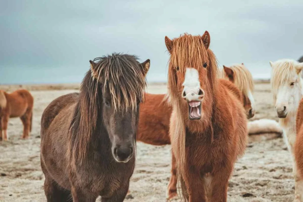 Icelandic horses standing together on a sandy terrain, with one horse making a funny face, highlighting their unique characteristics and the charm of horseback riding in Iceland.