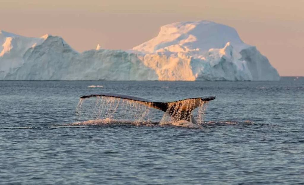 A whale's tail emerging from the water with large icebergs in the background, capturing a stunning moment during whale watching in Iceland's icy waters.