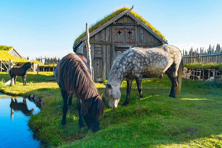 Two Icelandic horses graze on lush green grass near a traditional turf house with a moss-covered roof. A small stream flows nearby, reflecting the serene and picturesque landscape of rural Iceland.