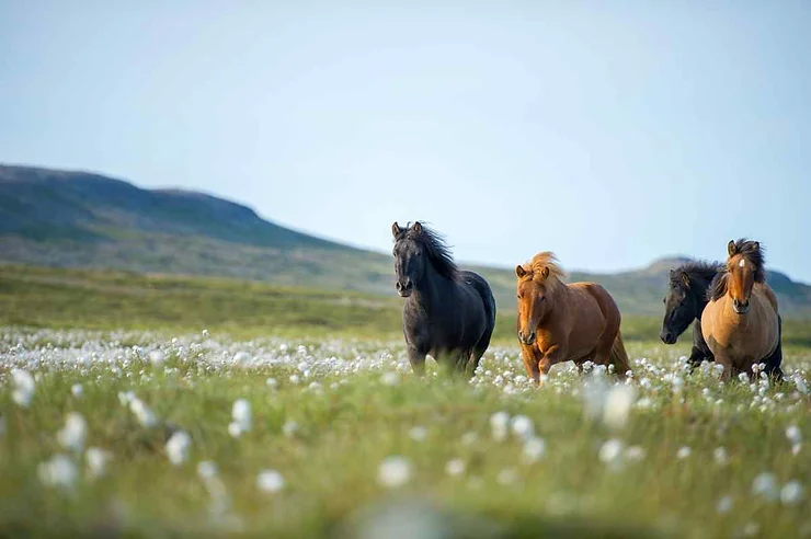 A group of Icelandic horses gallop through a field of wildflowers, their manes flowing in the wind against the backdrop of rolling hills, embodying the freedom and natural beauty of Iceland's landscape.