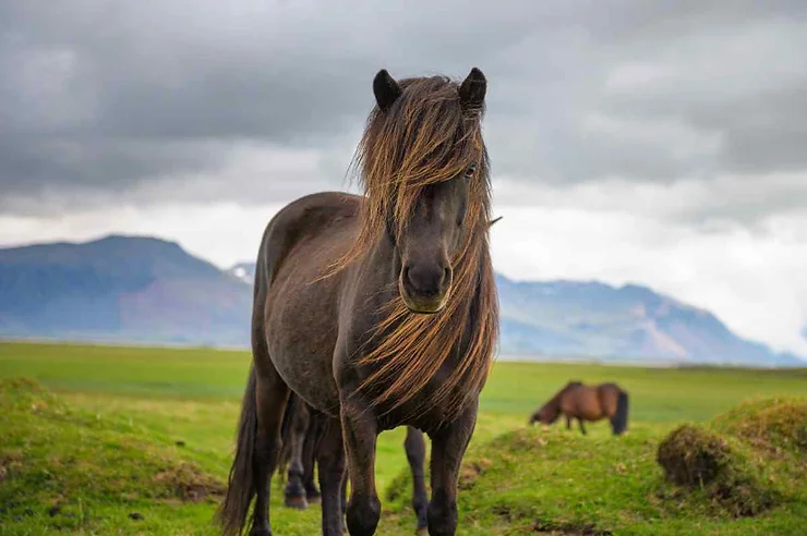 A majestic Icelandic horse stands prominently in a green meadow, its mane flowing gracefully. The mountainous landscape in the background enhances the serene and mystical atmosphere of Iceland's countryside.