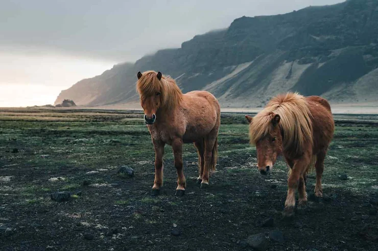 Two Icelandic ponies standing on a grassy plain with mountains in the background, highlighting their sturdy build and long manes, well-suited for the rugged Icelandic landscape.