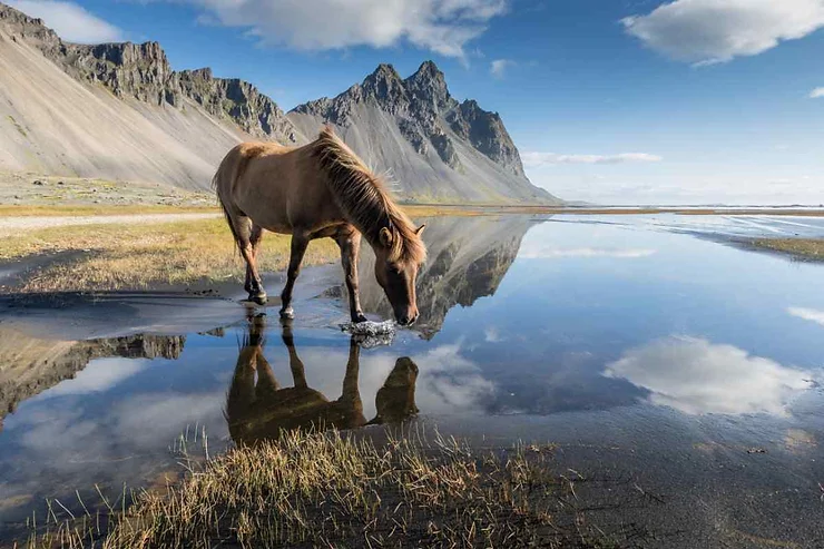 A wild Icelandic horse drinks from a tranquil water body, with majestic mountains reflecting in the water, showcasing the natural beauty and rugged terrain of Iceland.