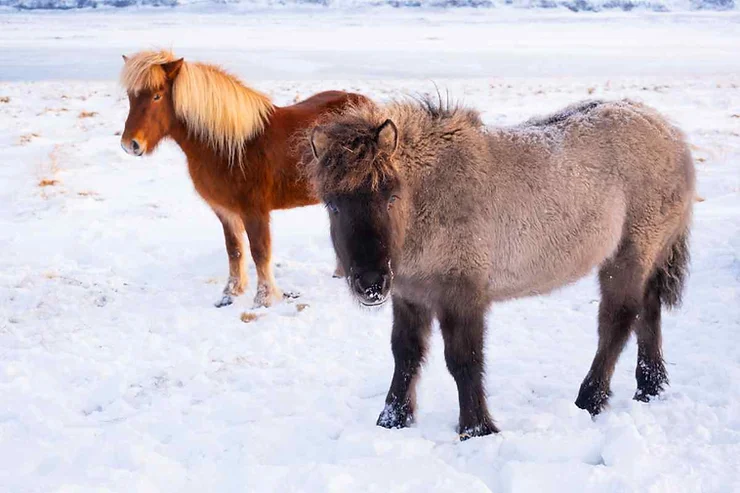 Two Icelandic horses standing in a snowy field, showcasing their thick winter coats, adapted to the cold climate and adding to the serene winter landscape.