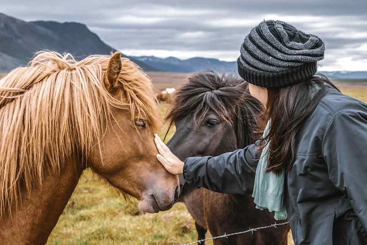 A person wearing a beanie and winter jacket gently pets an Icelandic horse with a light brown mane. Another horse with a dark brown mane stands close by, looking on. The background features a vast, open landscape with mountains under a cloudy sky.