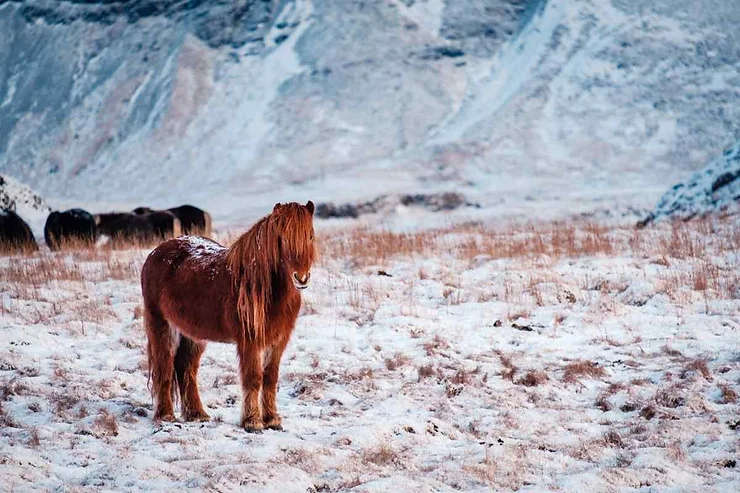 An Icelandic horse with a thick, reddish-brown coat stands in a snow-covered field, surrounded by a serene and mountainous winter landscape. The horse's mane and tail are long and wavy, perfectly adapted to the cold Icelandic climate.