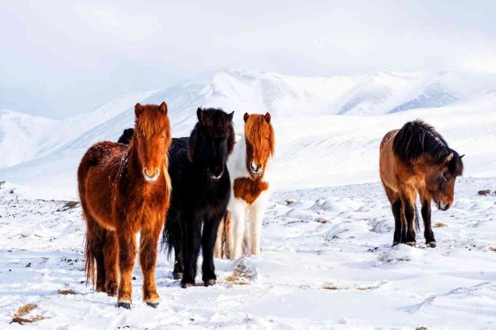 A group of Icelandic horses standing in a snowy landscape in February. The horses, in various colors including brown, black, and white, are set against a backdrop of snow-covered mountains, creating a serene winter scene.