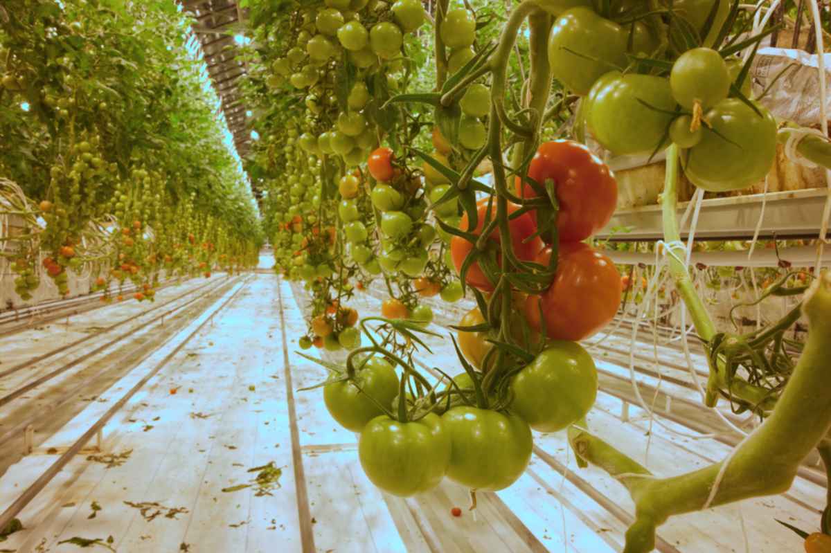 Organic food in Iceland