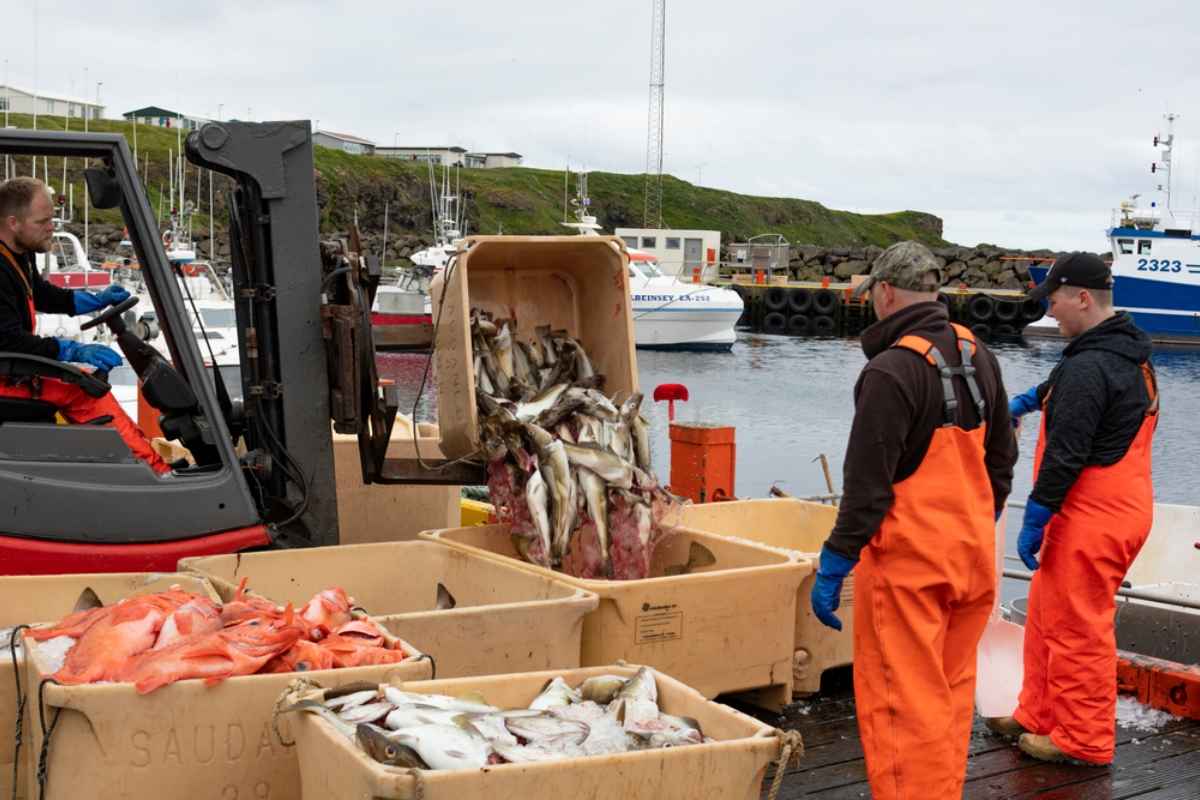 Fishermen in orange gear unloading freshly caught fish from a forklift at a harbor in Iceland