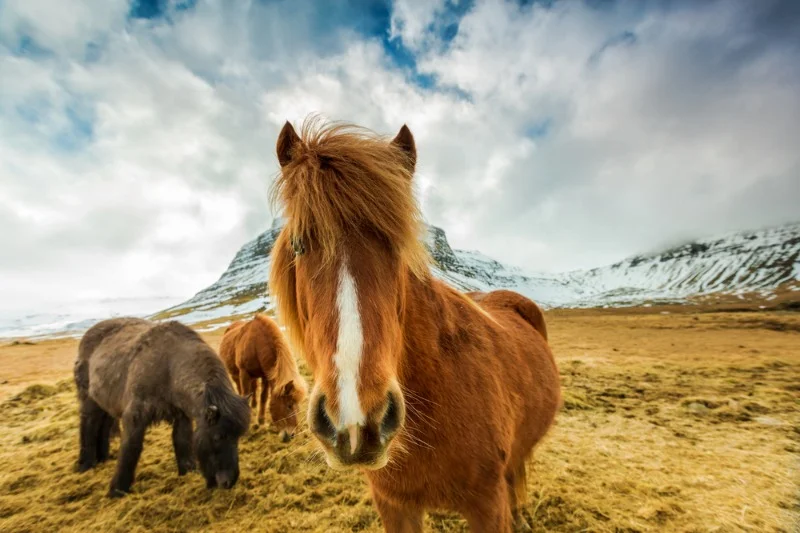 Close-up of an Icelandic horse with a flowing mane, standing in a grassy field with snow-capped mountains in the background under a cloudy sky.