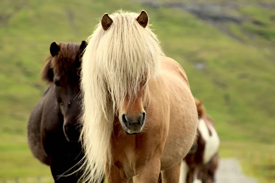 Blonde Icelandic horse with a long mane walking alongside other horses in a lush green field in Iceland.