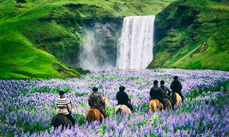 A group of people riding horses through a field of purple lupine flowers, approaching a majestic waterfall surrounded by lush green hills in Iceland. The riders wear warm clothing and helmets, enjoying the scenic landscape.