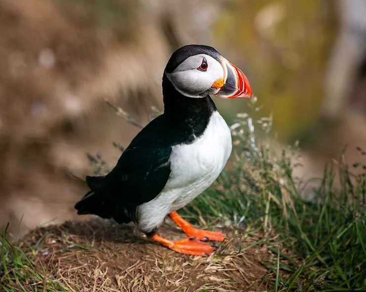 A close-up of an Icelandic puffin standing on grassy terrain, showcasing its colorful beak and striking black and white plumage.