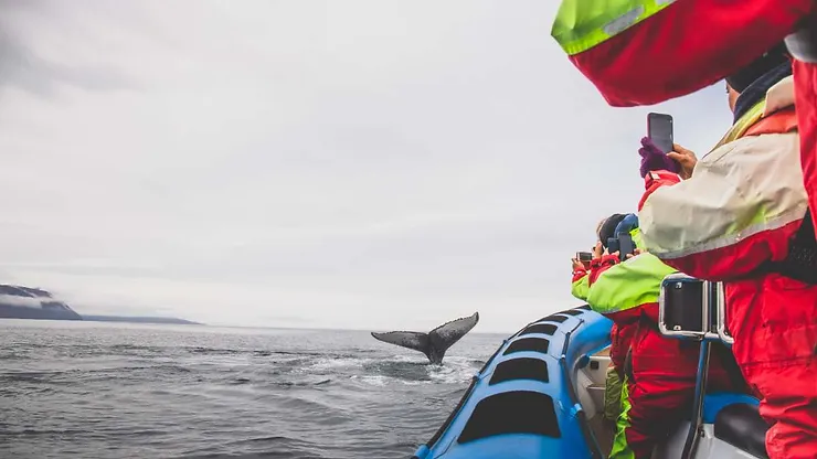 Tourists on a boat in Iceland, dressed in colorful warm clothing, capturing the moment as a whale tail breaches the surface of the ocean, showcasing the beauty of whale watching in the Icelandic waters.