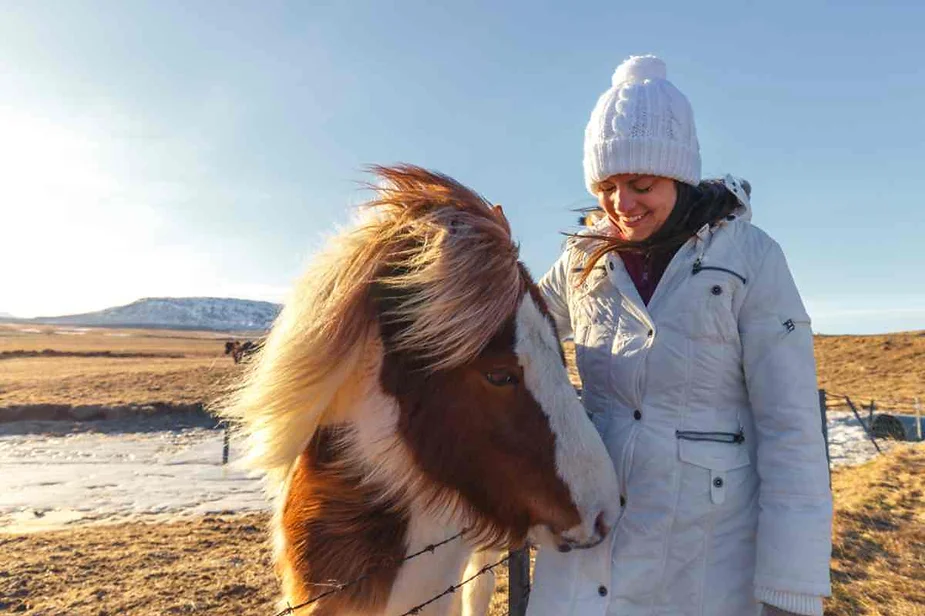 A woman in a white winter coat and knitted hat smiling and petting an Icelandic horse with a beautiful chestnut and white coat. The horse's mane is being gently tousled by the wind. They are standing in a snow-dusted field with a backdrop of rolling hills and a clear blue sky. The scene captures a moment of connection between the woman and the horse in the serene Icelandic landscape.