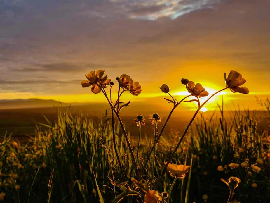 Close-up of delicate yellow wildflowers in the foreground, set against the backdrop of a breathtaking sunset. The golden sun dips below the horizon, casting a warm glow across the sky and illuminating the landscape in rich, vibrant hues. The image captures the serene beauty of nature, emphasizing the simple yet profound elegance of wildflowers bathed in the light of the setting sun.