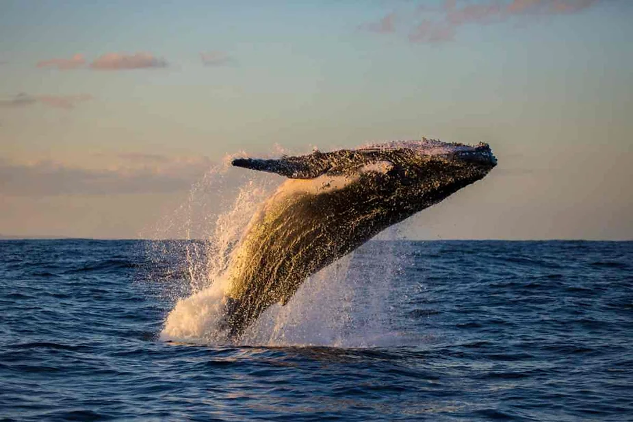 A majestic whale breaches the ocean surface in Iceland. The massive mammal is captured mid-jump, with its body arching gracefully out of the water. The splash created by its movement is clearly visible, adding a dynamic element to the image. The scene is set against a backdrop of calm seas and a softly lit sky, possibly during sunset, casting a warm glow on the whale and the water.