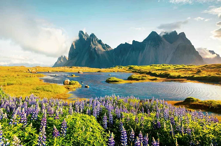 A beautiful Icelandic landscape in July, featuring vibrant purple lupine flowers in the foreground, a serene pond, and rugged mountains in the background under a partly cloudy sky.