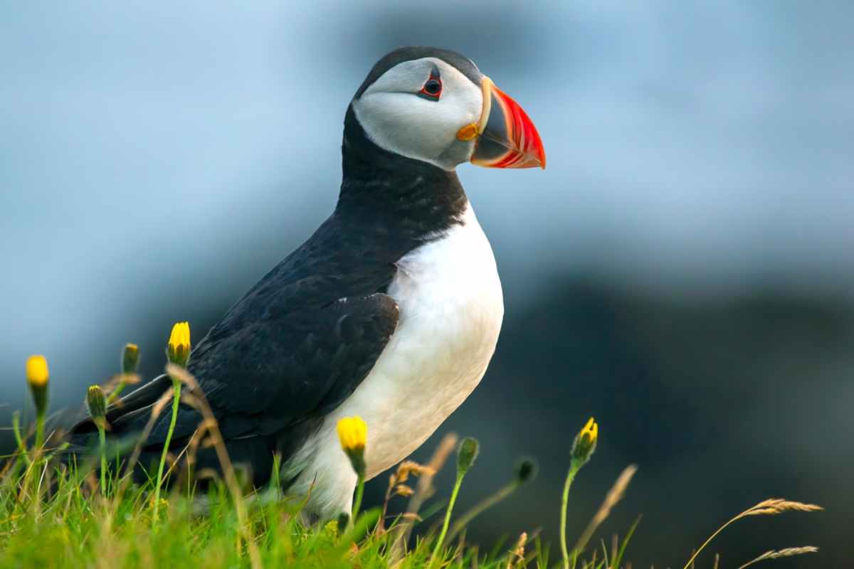 Colorful and playfull puffin looking directly into the camera lens