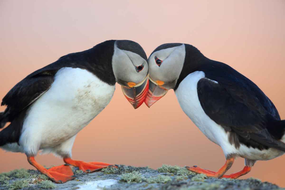 A couple of Icelandic Atlantic Puffin resting their heads on each others' beak