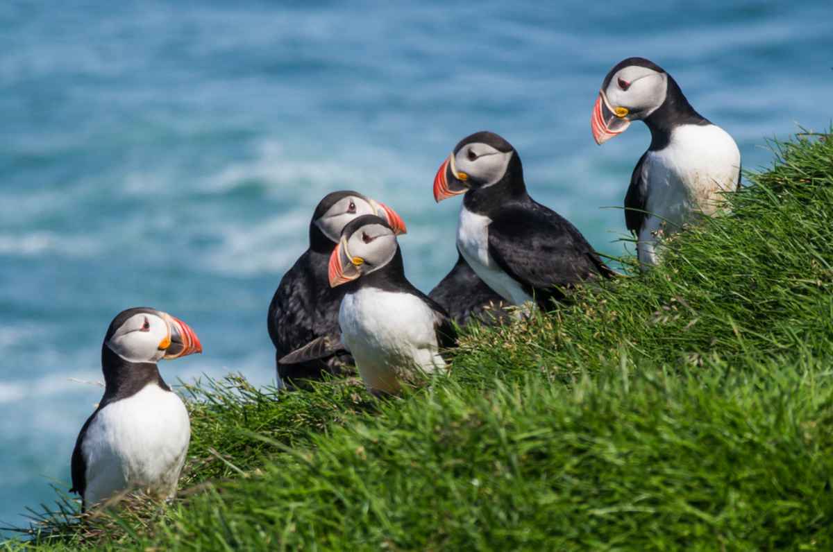 adorable puffin colony at a fjord, Iceland