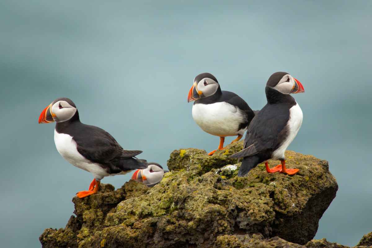 puffins standing on the edge of a cliff