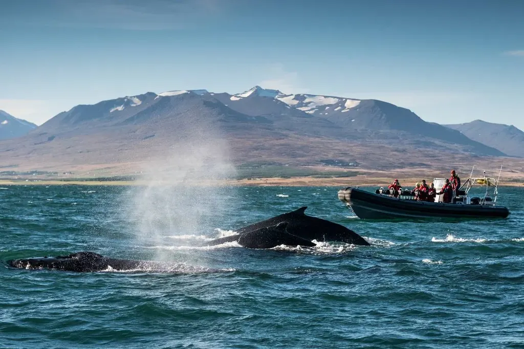 A whale watching boat with tourists in red jackets observes two whales surfacing and spouting water in the ocean. The scene is set against a backdrop of majestic mountains with patches of snow, under a clear blue sky.