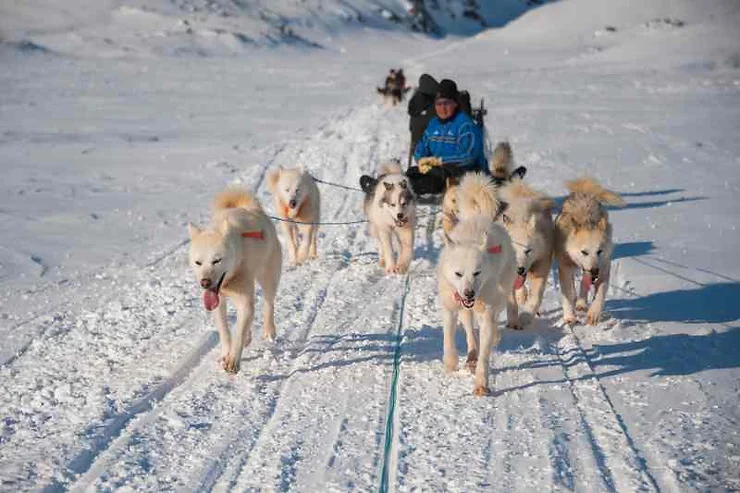 A team of energetic sled dogs pulling a sled through the snowy landscape of Iceland in March. The musher, dressed in winter gear, guides the sled as the dogs run with enthusiasm. Snow-covered mountains and a clear blue sky form the backdrop.