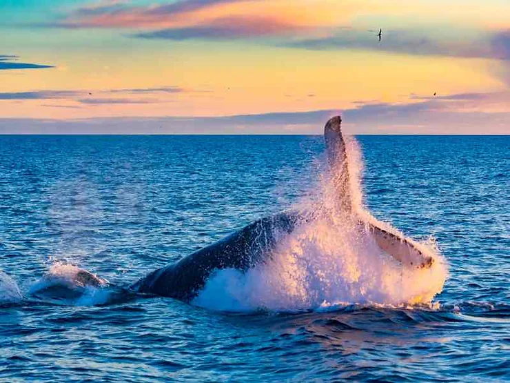 A majestic whale breaching the water's surface, splashing as it dives back into the ocean. The scene is set against a backdrop of a beautiful sunset with shades of orange, pink, and blue in the sky, reflecting on the calm sea.