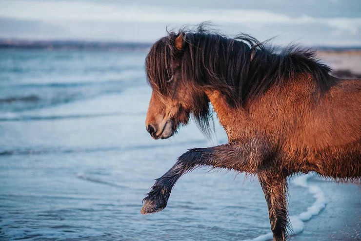 The Icelandic Horse Beer Tölt: the Art of Riding with a Pint