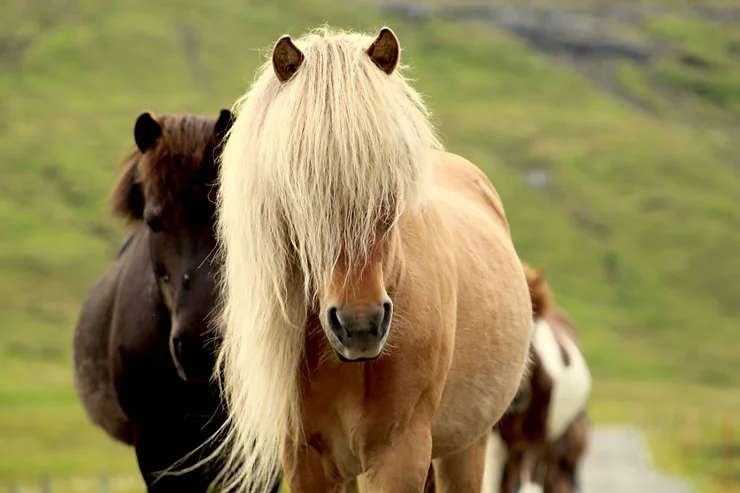 A group of Icelandic horses, with one horse prominently in the foreground displaying a long, thick, light-colored mane, and others in the background against a lush green landscape.