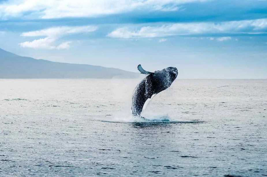 A humpback whale breaching out of the water in Iceland, capturing a majestic moment against a backdrop of calm sea and distant mountains.