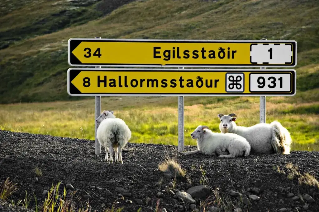 Sheep resting near a road sign indicating directions to Egilsstaðir and Hallormsstaður in Iceland.