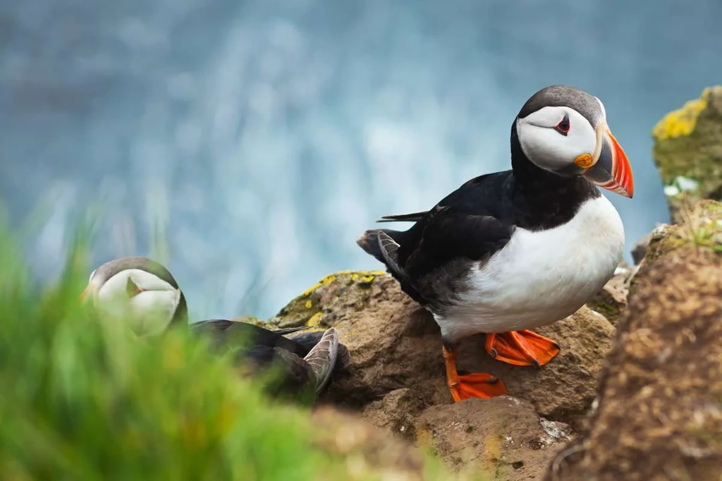 A close-up of a vibrant puffin standing on a rocky cliffside in Iceland, with another puffin partially visible in the background.