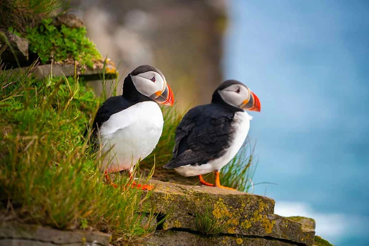 Two colorful puffins standing on a grassy cliff edge, overlooking the ocean. The birds have striking black and white plumage with bright orange beaks and feet. The background is blurred, showcasing the blue waters and rocky cliffs of Iceland.