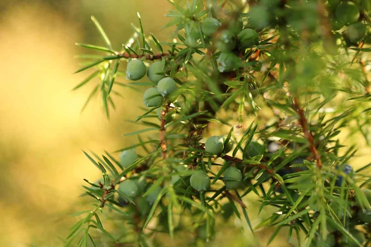 Close-up of common juniper trees in Iceland. The image captures the green berries and sharp, needle-like leaves of the juniper, showcasing the plant's natural beauty. The background is softly blurred, emphasizing the detailed texture and vibrant green color of the juniper.