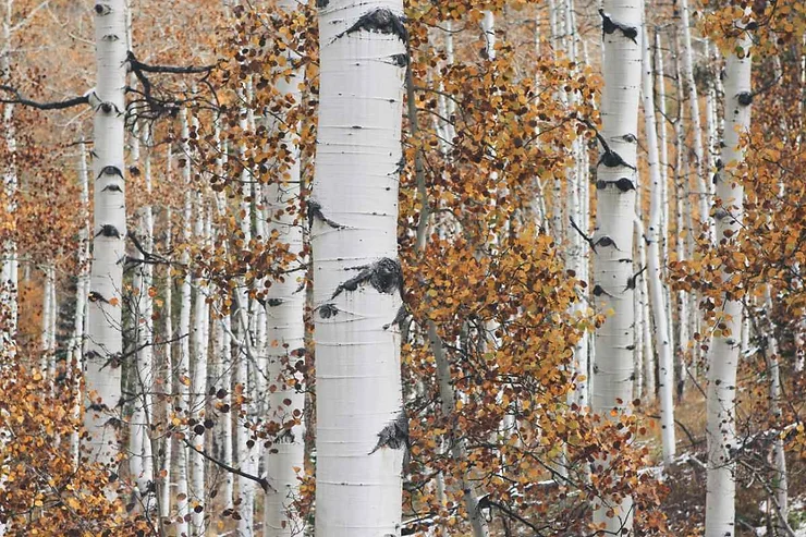 A dense forest of downy birch trees in Iceland during autumn. The white bark of the trees contrasts beautifully with the golden-brown leaves, creating a serene and picturesque scene. The trees are closely packed, forming a natural pattern that showcases the beauty of Icelandic flora.