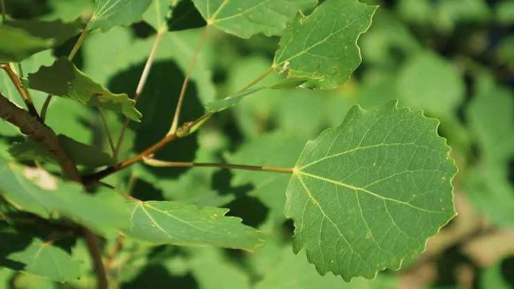 Close-up of European aspen trees in Iceland. The image focuses on the distinct, rounded leaves with serrated edges and prominent veins, highlighting their green color. The background is softly blurred, drawing attention to the detailed texture and natural beauty of the aspen leaves.