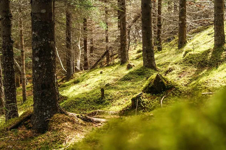 A serene view of a national forest in Iceland, with tall trees standing on a carpet of lush green moss. Sunlight filters through the canopy, creating dappled light patterns on the forest floor, highlighting the peaceful and pristine environment.