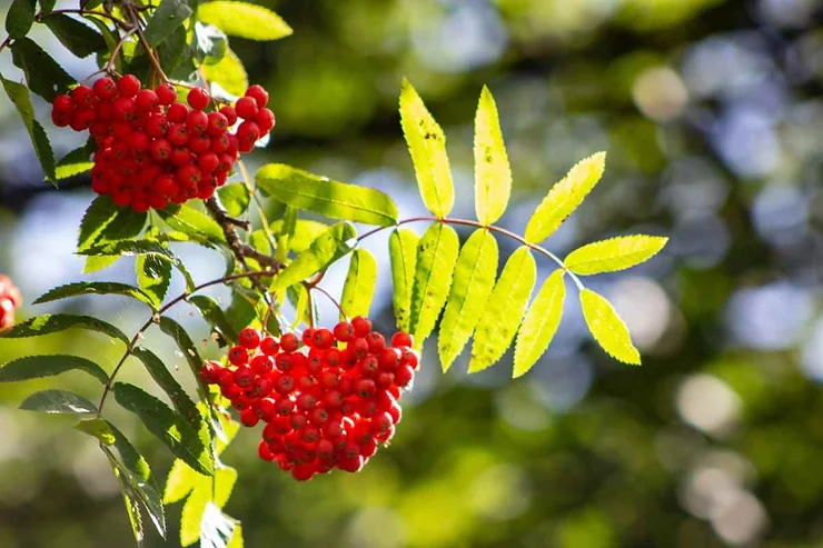 Close-up of rowan tree branches in Iceland, showcasing clusters of bright red berries and elongated, serrated green leaves. The background is softly blurred, highlighting the vibrant colors and natural beauty of the rowan tree.