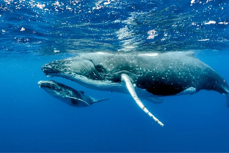 A blue whale swimming underwater with a calf beside it, showcasing a serene and majestic whale-watching scene in Iceland.