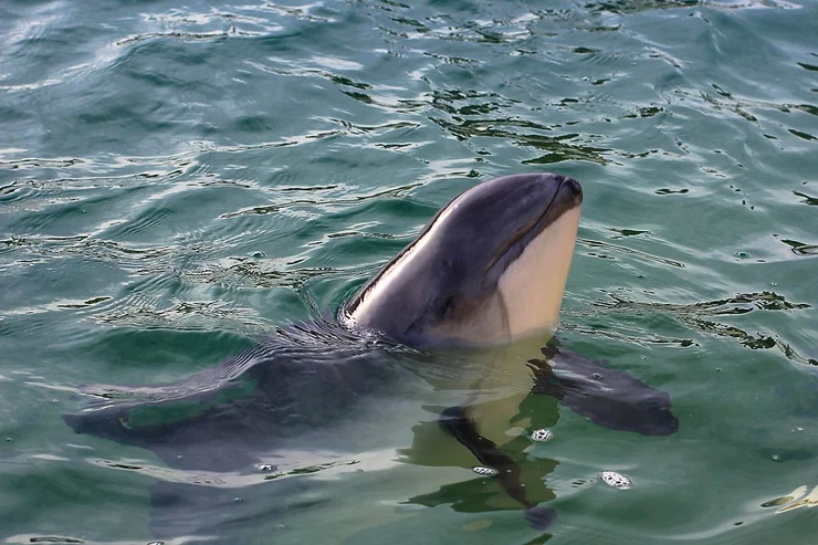 A close-up of a harbor porpoise surfacing in the calm, clear waters of Iceland, showcasing its sleek body and gentle expression, an enchanting glimpse into the diverse marine life of Icelandic waters.