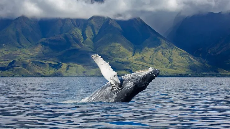 A majestic humpback whale breaching the water with a lush, green mountainous backdrop under a cloudy sky in Iceland.