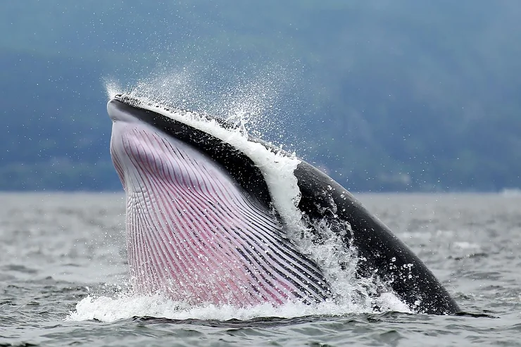 A minke whale with its mouth wide open, breaking through the water's surface, showcasing its distinctive baleen and water spray, with a serene, mountainous background in Iceland.