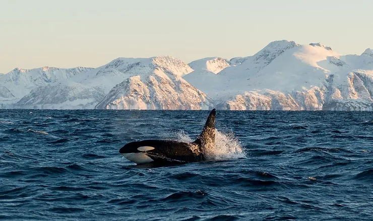 An orca, or killer whale, leaping out of the icy waters of Iceland with a backdrop of snow-covered mountains, highlighting the stunning contrast between the majestic creature and the rugged, cold landscape.