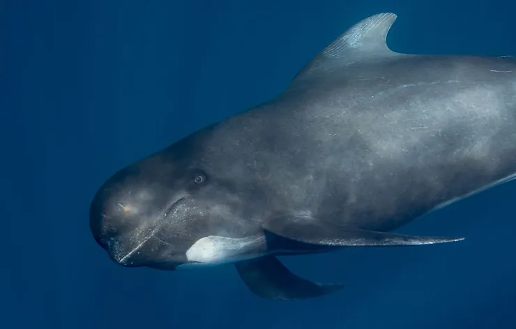 A pilot whale swimming underwater, showcasing its distinctive head and dorsal fin, representing the whale-watching experience in Iceland.